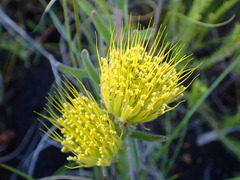 Leucospermum gracile