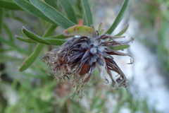 Leucospermum gracile