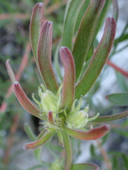 Leucospermum gracile