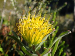 Leucospermum gracile