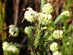 Erica cumuliflora