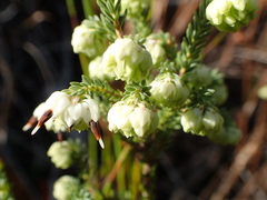 Erica cumuliflora