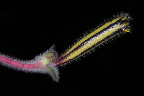 Columnea formosa
