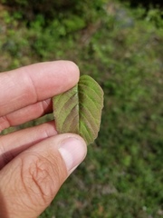 Amelanchier humilis