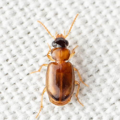 Tawny harp ground beetle