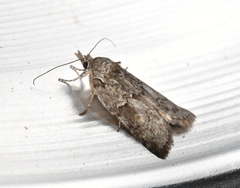 Nycteola