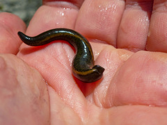 Haemopis sanguisuga