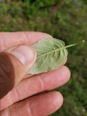 Amelanchier humilis