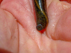 Haemopis sanguisuga