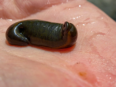Haemopis sanguisuga