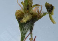 Amelanchier humilis