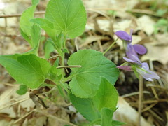Viola rostrata