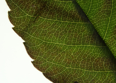 Amelanchier humilis