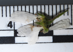 Amelanchier humilis
