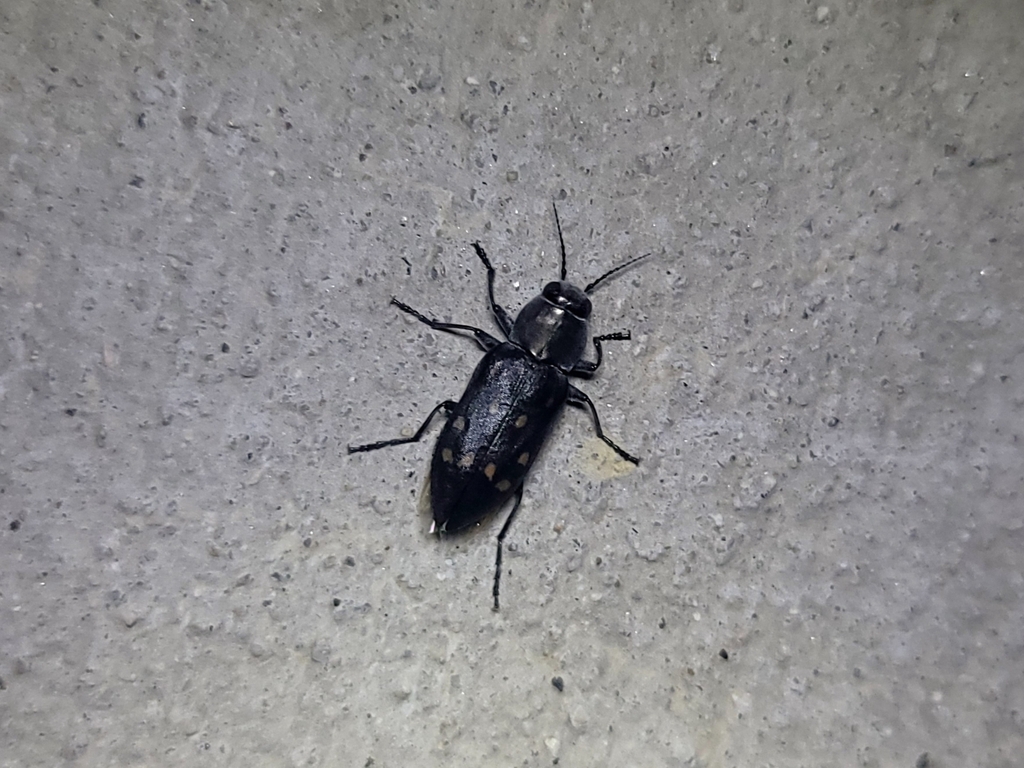 Charcoal Beetle