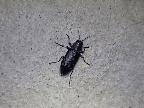 Charcoal Beetle