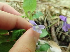 Viola rostrata