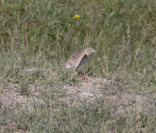 Asian Short-toed Lark (Alaudala cheleensis), photo 9