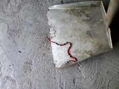 Sonora michoacanensis