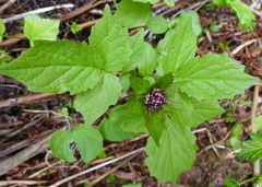Valeriana sitchensis