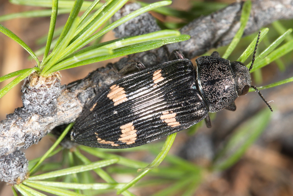 Buprestis strigosa