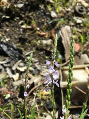 Verbena simplex