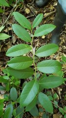 Leucothoe