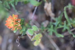 Castilleja affinis