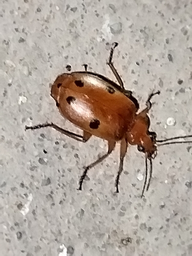 Lebia quadrinotata