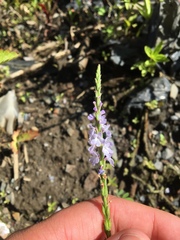 Verbena simplex