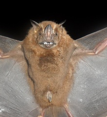 Artibeus lituratus