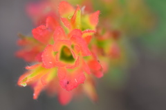 Castilleja affinis