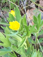 Ranunculus alismifolius