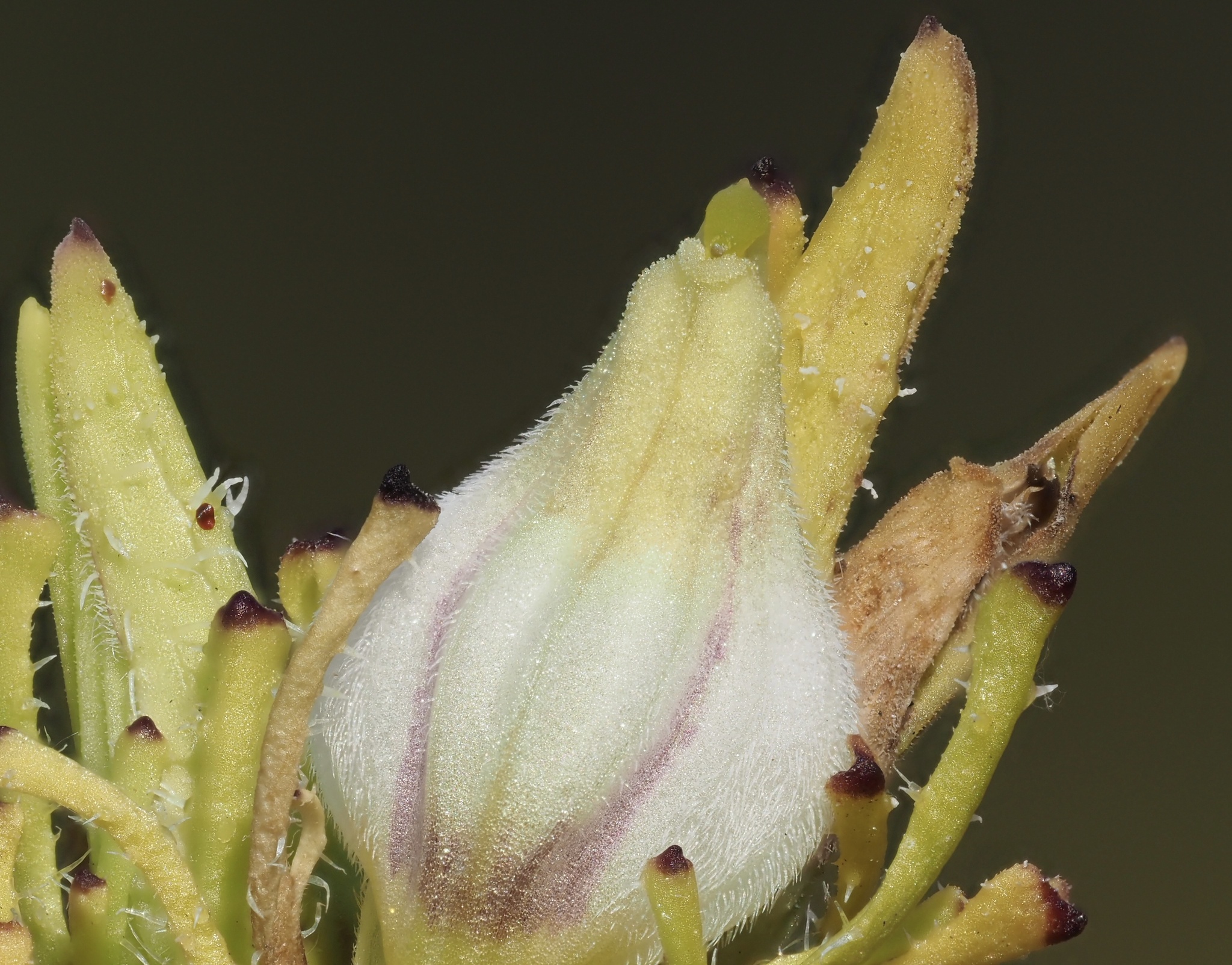 Cordylanthus rigidus