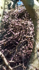 Schoeniophylax phryganophilus