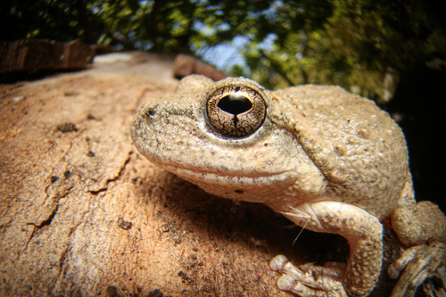 California Tree Frog, Santa Monica Mountains National Recreation Area, Malibu, CA, US, photo 8 of 10