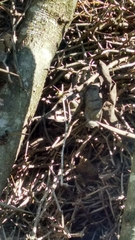 Schoeniophylax phryganophilus