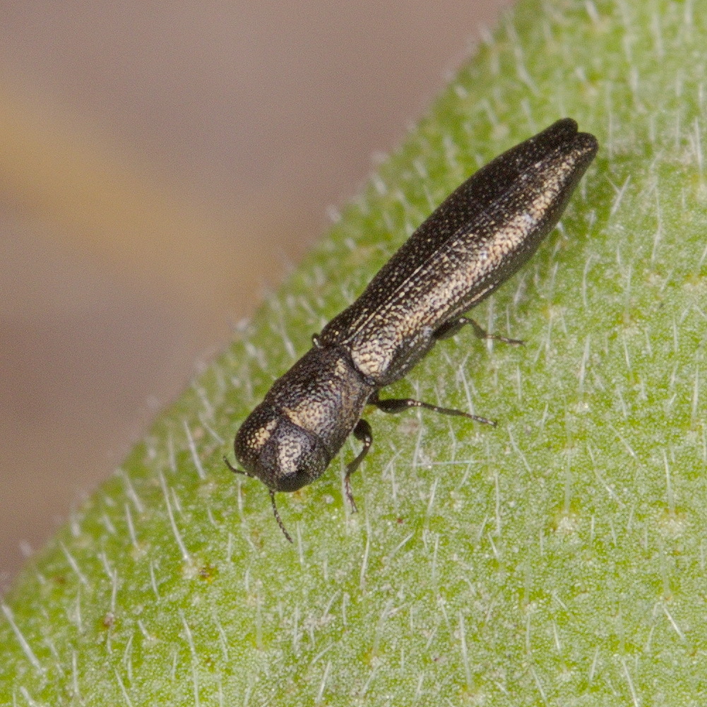 Cylindromorphus pyrethri