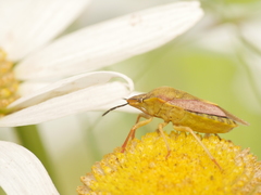 Carpocoris purpureipennis
