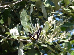 Hypolimnas anthedon wahlbergi