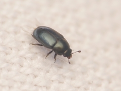 Brassicogethes aeneus