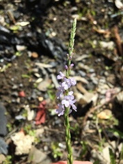 Verbena simplex