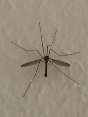 Tipula