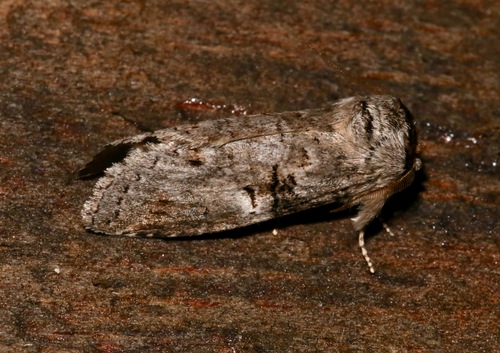 Linden Prominent photo 6