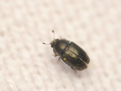 Brassicogethes aeneus