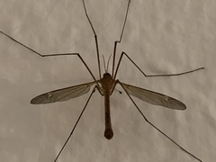 Tipula