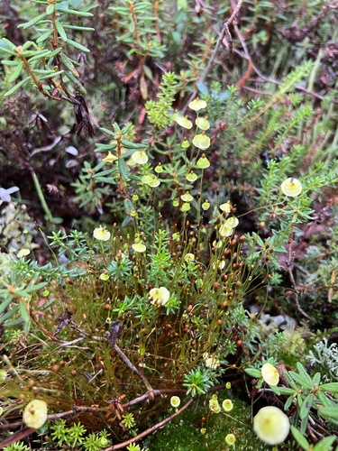 Yellow Moosedung Moss