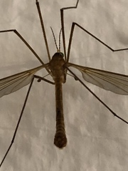 Tipula