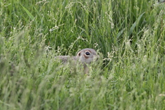 Spermophilus erythrogenys