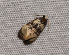 Phalonidia memoranda